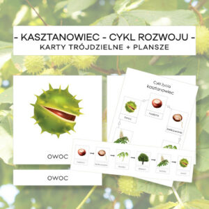 Kasztanowiec – cykl rozwoju – karty trójdzielne 6 szt. + plansze 2 szt.