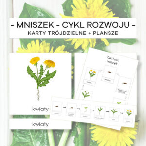 Mniszek – cykl rozwoju – karty trójdzielne 6 szt. + plansze 2 szt.