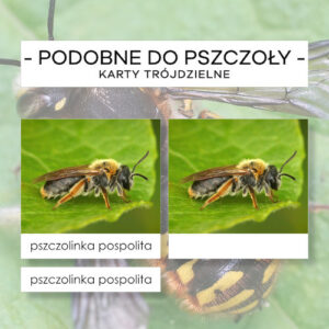 Owady podobne do pszczoły - karty trójdzielne 24 szt.
