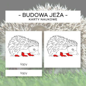 Budowa jeża - karty naukowe 12 szt.