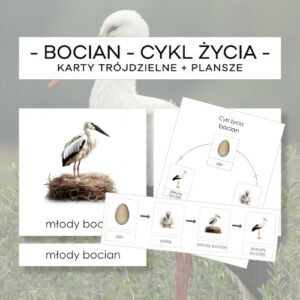 Cykl życia bociana - karty trójdzielne 4 szt. + plansze 2 szt.