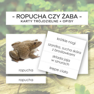 Ropucha czy żaba - karty trójdzielne 2 szt. + opisy