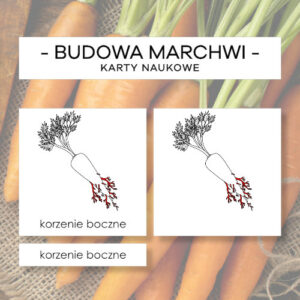 Budowa marchwi - karty naukowe 5 szt.