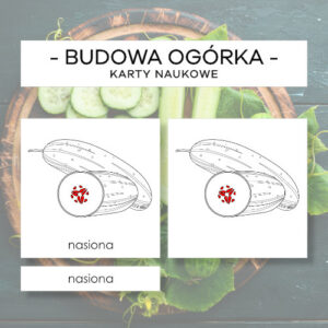 Budowa ogórka - karty naukowe 5 szt.