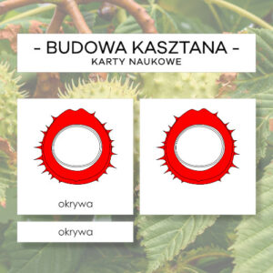Budowa kasztana - karty naukowe 5 szt.