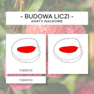 Budowa liczi - karty naukowe 5 szt.