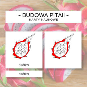 Budowa pitaii - karty naukowe 7 szt.