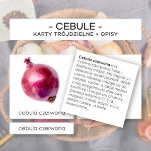 Cebule - karty trójdzielne 7 szt. + opisy