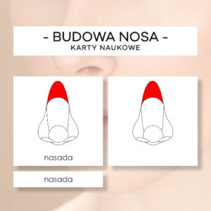 Budowa nosa - karty naukowe 8 szt.