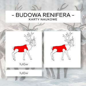 Budowa renifera - karty naukowe 14 szt.