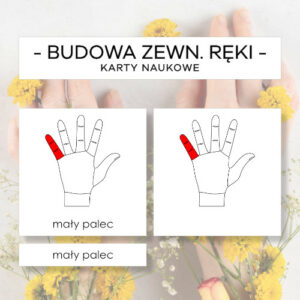 Budowa zewnętrzna ręki - karty naukowe 8 szt.