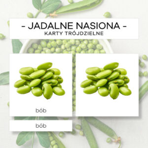 Jadalne nasiona roślin - karty trójdzielne 15 szt.