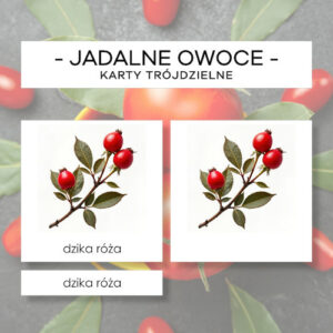 Jadalne owoce roślin - karty trójdzielne 15 szt.