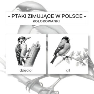 Ptaki zimujące w Polsce - kolorowanki