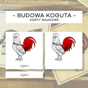 Budowa koguta - karty naukowe 12 szt.