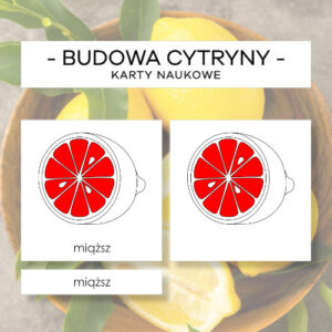 Budowa cytryny - karty naukowe 5 szt.