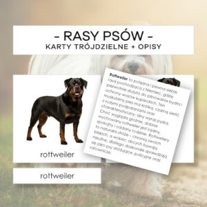 Rasy psów - karty trójdzielne 12 szt. + opisy