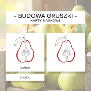 Budowa gruszki - karty naukowe 9 szt.