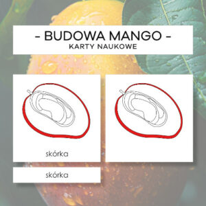 Budowa mango - karty naukowe 6 szt.
