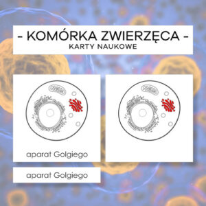 Budowa komórki zwierzęcej - karty naukowe 9 szt.