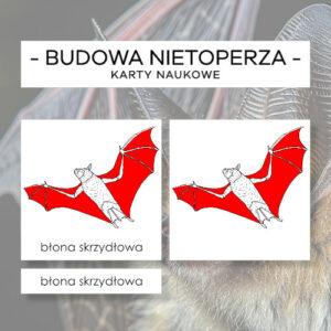 Budowa nietoperza - karty naukowe 18 szt.