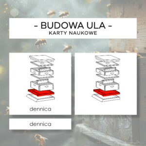 Budowa ula - karty naukowe 11 szt.