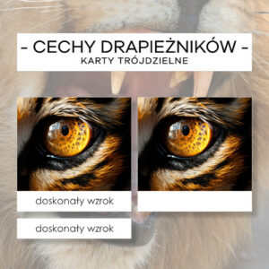 Cechy drapieżników- karty trójdzielne 12 szt.