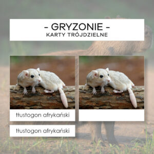 Gryzonie - karty trójdzielne 20 szt.