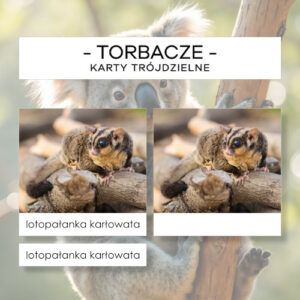 Torbacze - karty trójdzielne 12 szt.