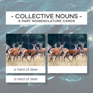 Collective nouns - animals - karty trójdzielne 24 szt.