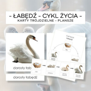Cykl życia łabędzia - karty trójdzielne 4 szt. + plansze 2 szt.