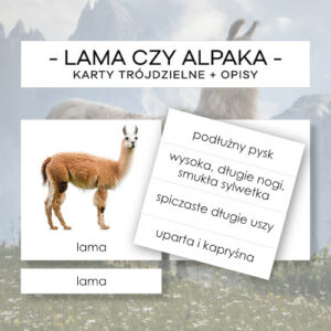 Lama czy alpaka - karty trójdzielne 2 szt. + opisy