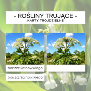 Rośliny trujące Polski - karty trójdzielne 10 szt.