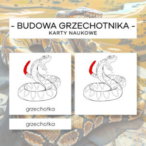 Budowa grzechotnika - karty naukowe 16 szt.