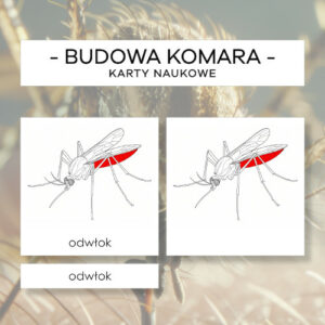 Budowa komara - karty naukowe 10 szt.