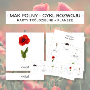 Mak polny – cykl rozwoju – karty trójdzielne 6 szt. + plansze 2 szt.