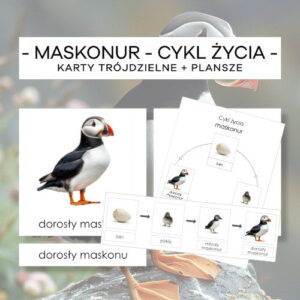 Cykl życia maskonura - karty trójdzielne 4 szt. + plansze 2 szt.