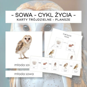 Cykl życia sowy - karty trójdzielne 5 szt. + plansze 2 szt.