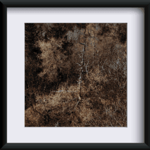 Fotografia "Leśna Melodia"