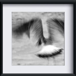 Fotografia "Wolność"