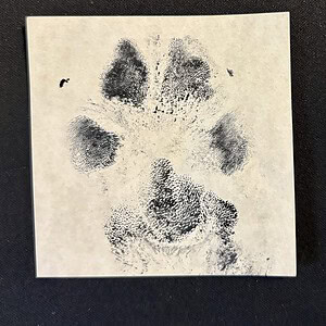 Ink paw print keepsake created from a pet’s paw, capturing a detailed impression on paper.