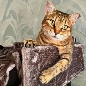 Een tabby kat ligt ontspannen in een donkergrijze hangmat tegen een botanische achtergrond, met een rustige blik en een poot nonchalant over de rand.