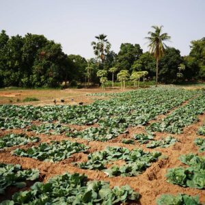 Visite d'une ferme agroécologique près de Mbour — Sénégal