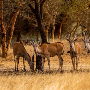 4×4 discovery trip in Casamance