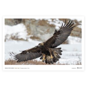 Golden Eagle-horizontal Poster v1