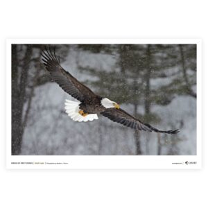 Bald Eagle-horizontal Poster v1