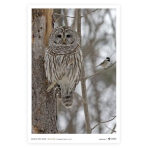 Barred Owl-vertical Poster v1