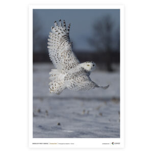 Snowy Owl-vertical Poster v1