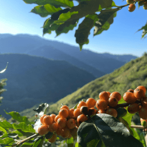 pied de café