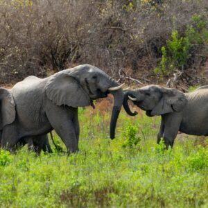 Nyerere National Park Nyerere National Park